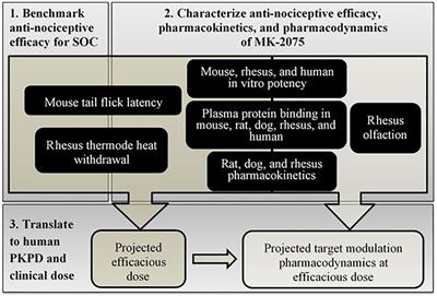 Frontiers | Translational Pharmacokinetic–Pharmacodynamic Modeling Of ...